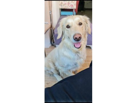 Acil golden retriever kızıma arkadaş arıyorum