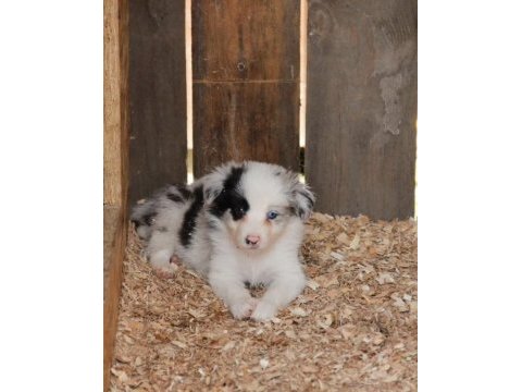 Harika border collie bebekler