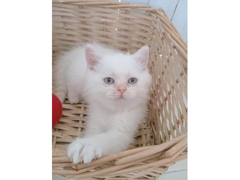 Mavi gözlü safkan british shorthair yavrular