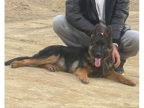 Alman kurdu her ile güvenle gönderim sağlayacak