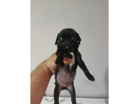 Siyah erkek pug yavru