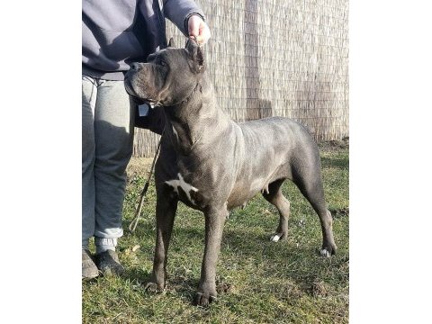 Şecereli anne babadan şecereli cane corso yavruları