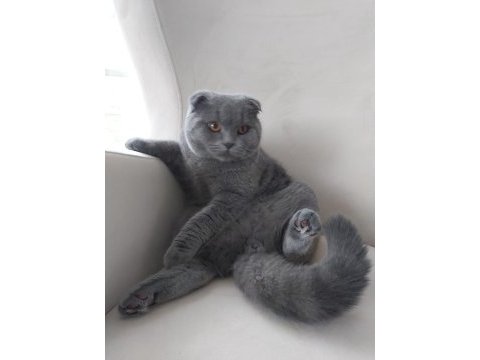 Scottish fold 7 aylık oğlumuz yeni evini arıyor