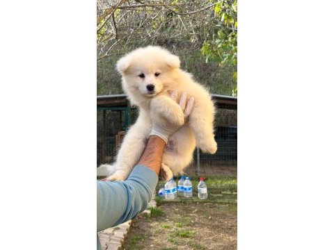 Kıf/fcı şecereli mükemmel kalite samoyed yavrular