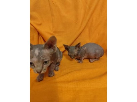 Sphynx home son dişi