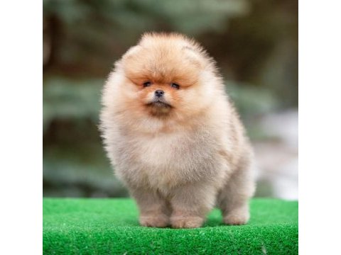 Teddy bear pomeranian yavruları