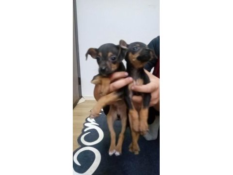 1 erkek ve 1 dişi pinscher