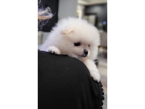 Kar beyazı erkek pomeranian