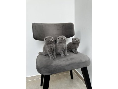 3 adet gri scottish fold yavrular