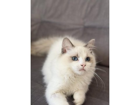 4.5 aylık şecereli show kalite ragdoll yavrusu