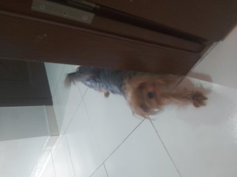 Uysal yorkshire terrier prenses venus