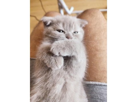 Scottish fold dişi ve british shorthair erkek dişi