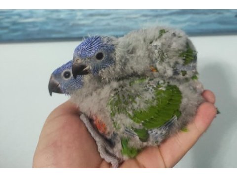 1 aylık gökkuşağı lori yerli üretim lori papağanı