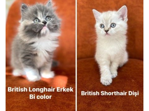 Brıtısh longhair ve shorthaır güzellikler