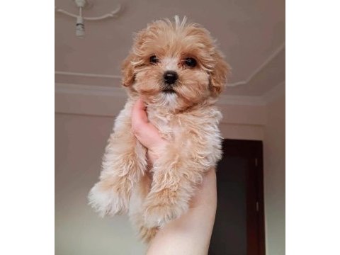 Maltipoo yavrular