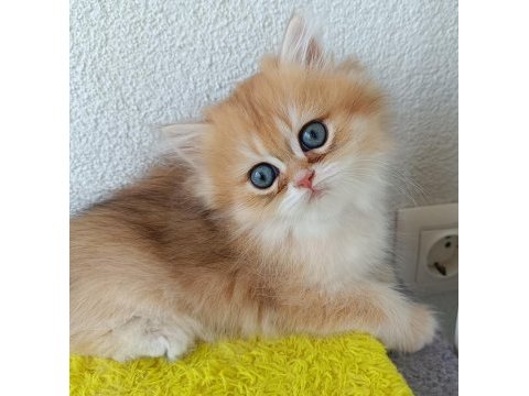Muhteşem güzellikte golden british longhair yavrular