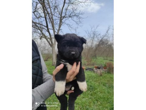 Amerikan akita yavrumuz yeni sahibini arıyor