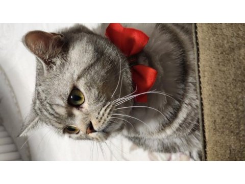 10 aylık british shorthair silver tabby oğlusumuz