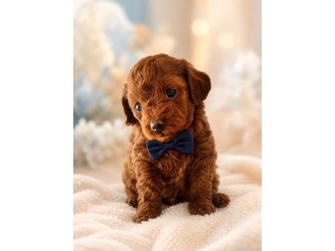Kore toy poodle