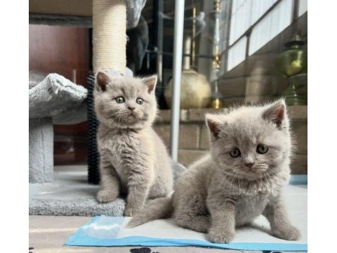 Lılak brıtısh shorthair yavrularım 
