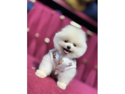 Miço ırk garantili pomeranian