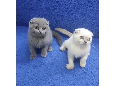 İstanbul içi 7/24 adrese teslim scottish fold ponçikler