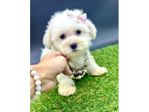 65 günlük dişi köpeğimiz