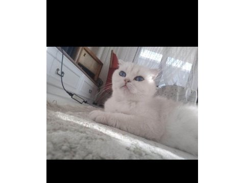 Silver point mavi gözlü yetişkin scottish fold