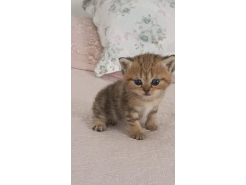 British shorthair tabby cinsi safkan