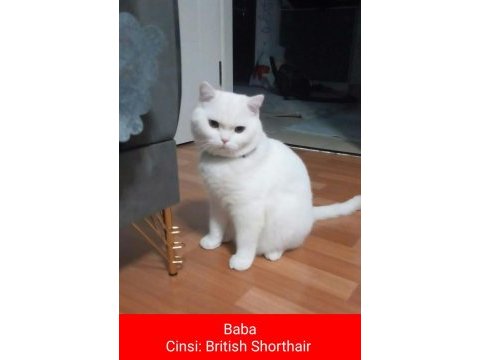 Anne ragdoll baba british shorthair