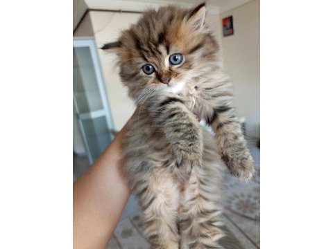 British longhair kedimiz