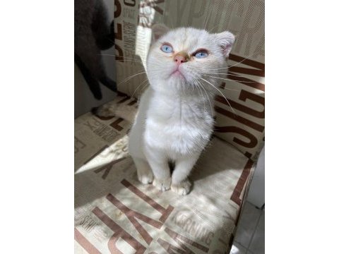 Kendini deli gibi sevdiren scottish fold yavrularım
