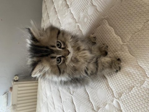 2.5 aylık british longhair yavrularımız
