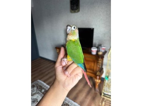 Full evcil 3 aylık erkek konur papağanı