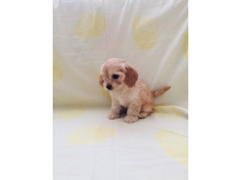 Maltipoo yavrular orijinal ev üretimi
