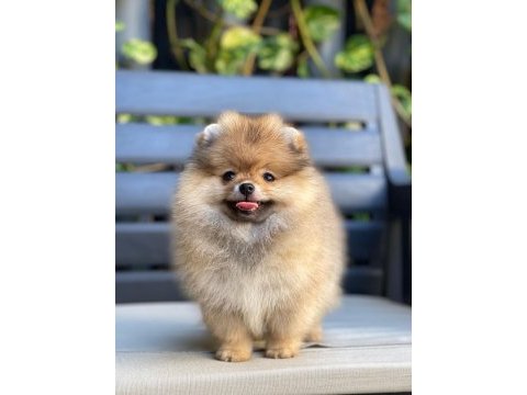 Yurt dışından gelen pomeranian yavrumuz