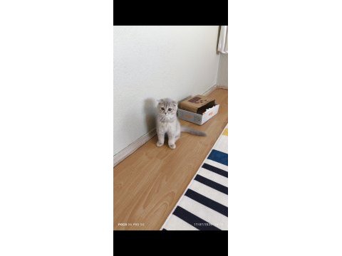 Scottish fold dişi