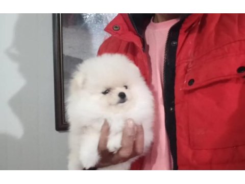 Orijinal pomeranian boo