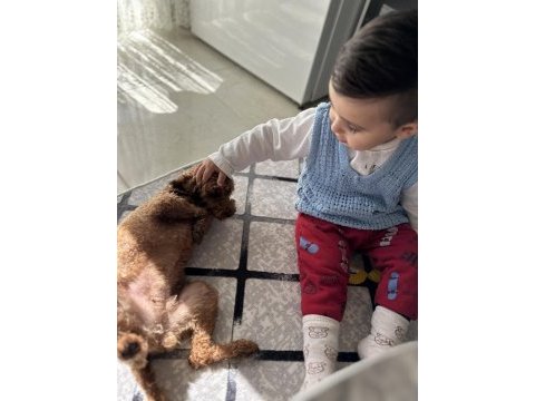 Yetişkin red brown poodle