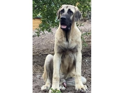 Kangal köpeğimizi sahiplendiriyoruz