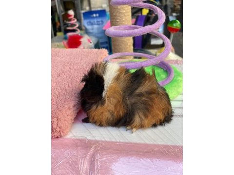 Guinea pig ler bebek