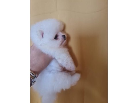 Çok tatlı henüz yavru aşılı pomeranian