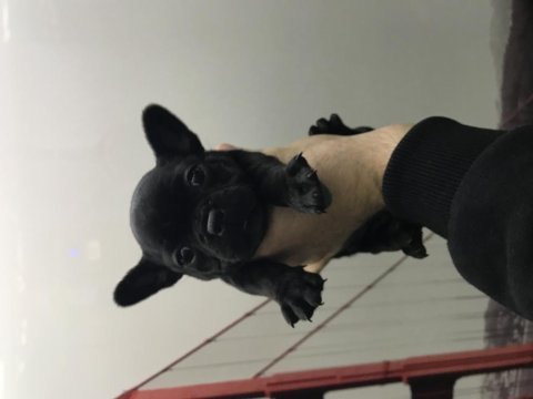 Mikro dişi french bulldog