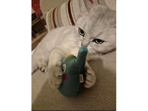 5 yaşında kısır erkek british shorthair oyuncu