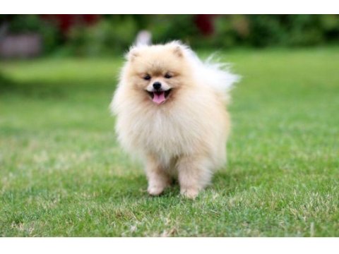 Pomeranian erkek