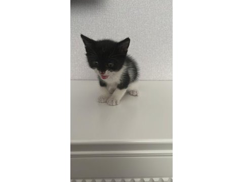Ay ışığında sokakta bulunan sevimli kedimiz lunaya yuva