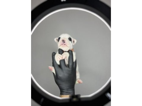 Standart renk dişi ve erkek fransız bulldog yavruları