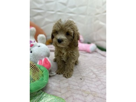 Erkek dişi maltipoo yavrular