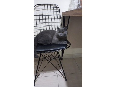 Sphynx melezi yavrular