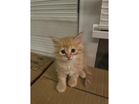British longhair yavru erkek kedimiz